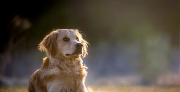 三大常见的家庭犬，特征各不相同，养狗之前一定得详细了解这些