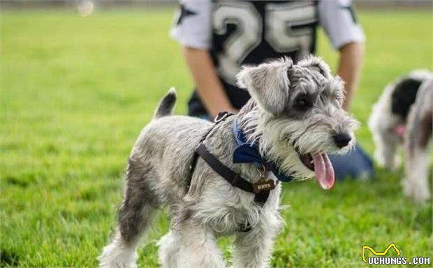 雪纳瑞犬的“6大优点”，难怪这么多人养，一点都不过分