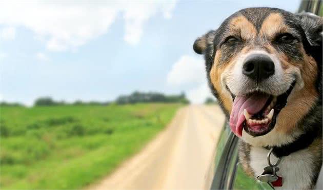 被犬咬伤后，得立刻就诊并接种疫苗，一刻也不能拖延