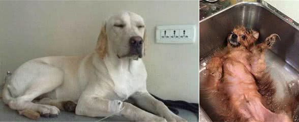 警惕！这些行为，容易导致狗狗生病，宠主要注意！