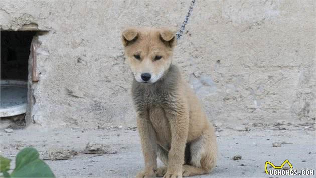 中华田园犬聪明又忠诚，身体素质也强，为什么不能成为军犬？