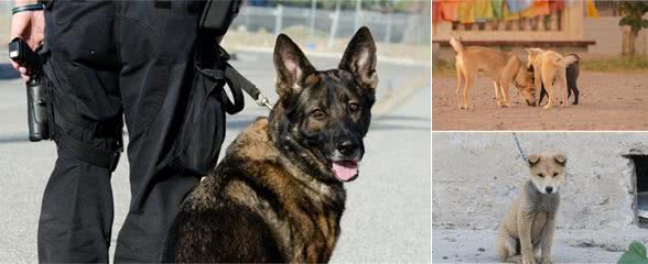 中华田园犬聪明又忠诚，身体素质也强，为什么不能成为军犬？