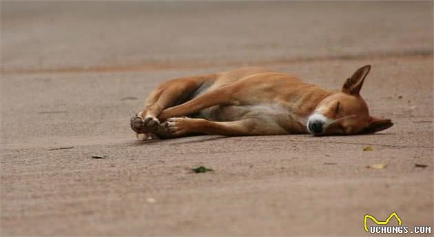 狗狗被犬咬伤，主人一定得先抓住狗绳，再进行接下来的急救