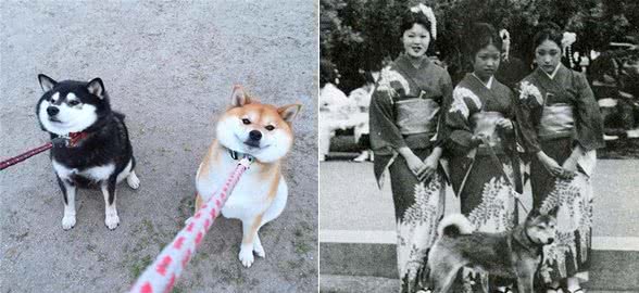 柴犬比中华田园犬高贵在哪？它也差点灭绝，但被日本人奉为国宝