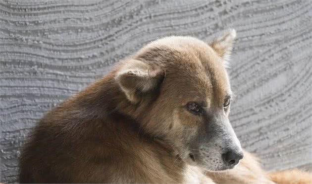 国犬悲歌：中华有好犬，生于田园间食得残羹饭，命却似石坚！