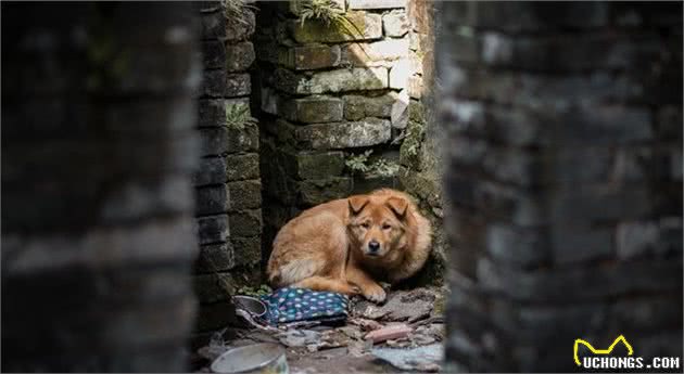 国犬悲歌：中华有好犬，生于田园间食得残羹饭，命却似石坚！