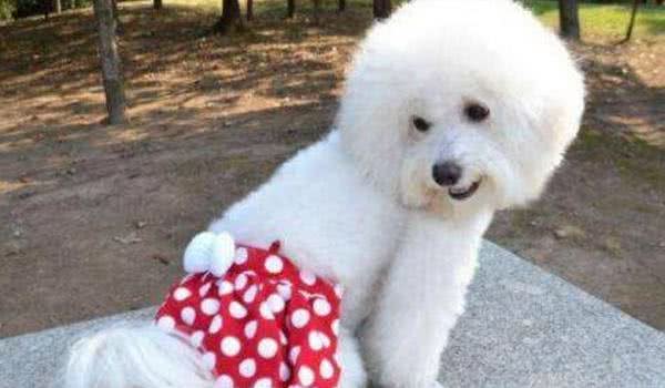母犬发情会有哪些症状？要是不想让它生崽，那就别让公狗接近它！