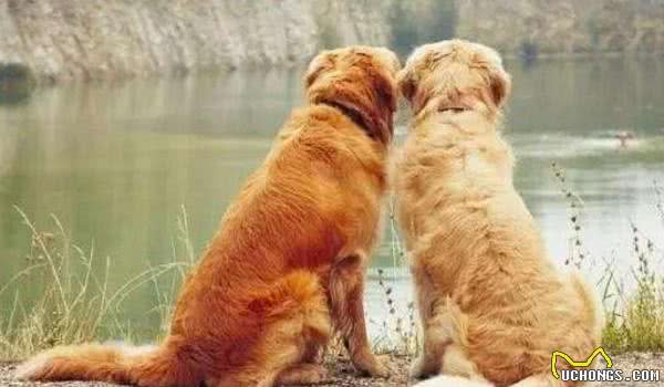 母犬发情会有哪些症状？要是不想让它生崽，那就别让公狗接近它！