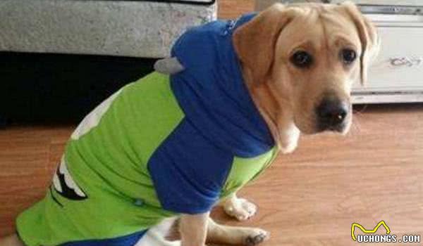 母犬发情会有哪些症状？要是不想让它生崽，那就别让公狗接近它！