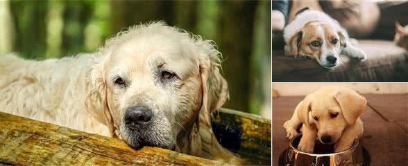 养老年犬还是幼犬？都好但我选成年狗狗，带你分析三种狗狗的利弊