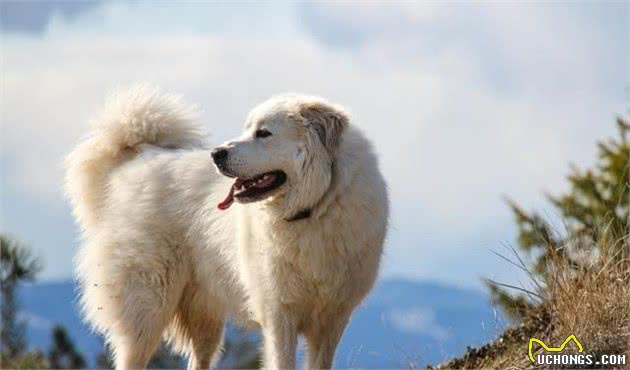 大白熊犬，有着高贵优雅的气质，是高颜值、力量型护卫犬