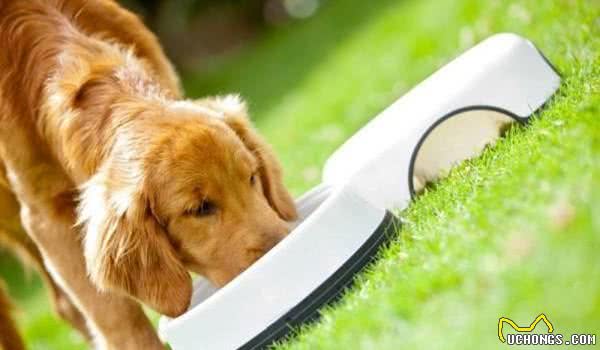 我家狗狗为什么不吃犬粮呢？