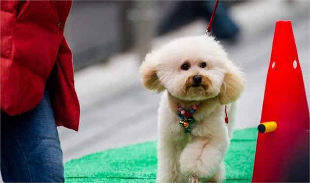 比熊犬喂食要点，不懂先别养