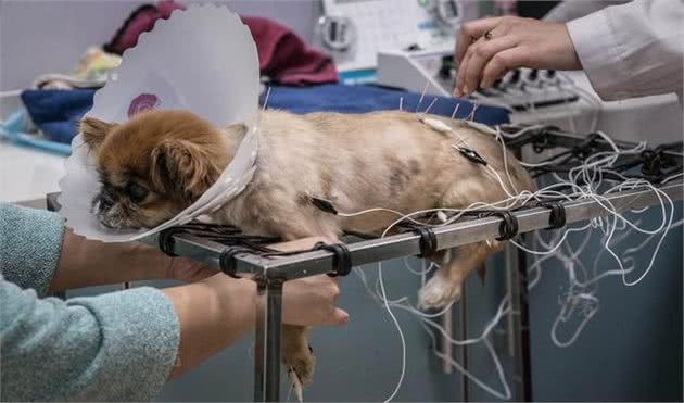 要是你的爱犬染上了重病怎么办，如何护理重症爱犬，看这里全知道