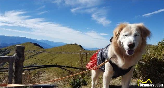 要是你的爱犬染上了重病怎么办，如何护理重症爱犬，看这里全知道