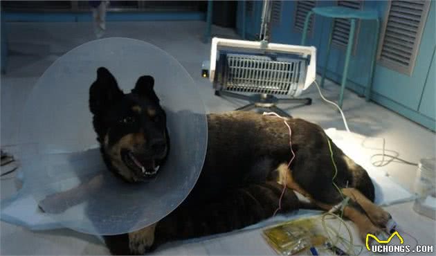 要是你的爱犬染上了重病怎么办，如何护理重症爱犬，看这里全知道