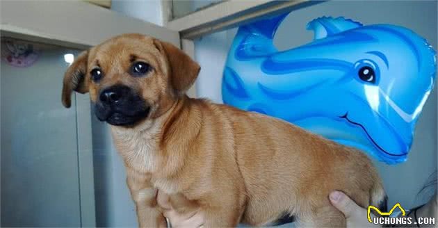 要是你的爱犬染上了重病怎么办，如何护理重症爱犬，看这里全知道