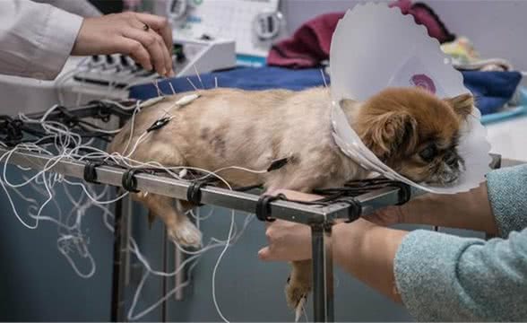 要是你的爱犬染上了重病怎么办，如何护理重症爱犬，看这里全知道