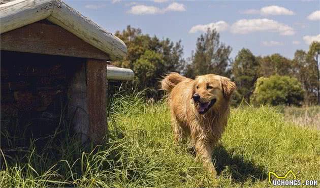 金毛巡回猎犬，金色的阳光！