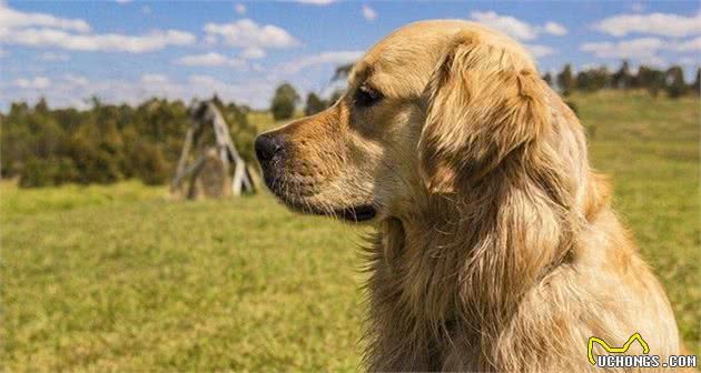 金毛巡回猎犬，金色的阳光！