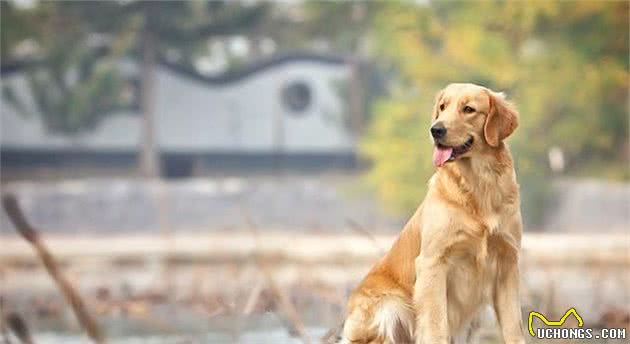 金毛巡回猎犬，金色的阳光！