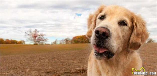 金毛巡回猎犬，金色的阳光！