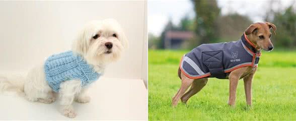 狗狗冬季穿什么衣服保暖？