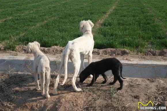 我大天朝的猎犬不比外国培养的差！快看看有你那儿的吗