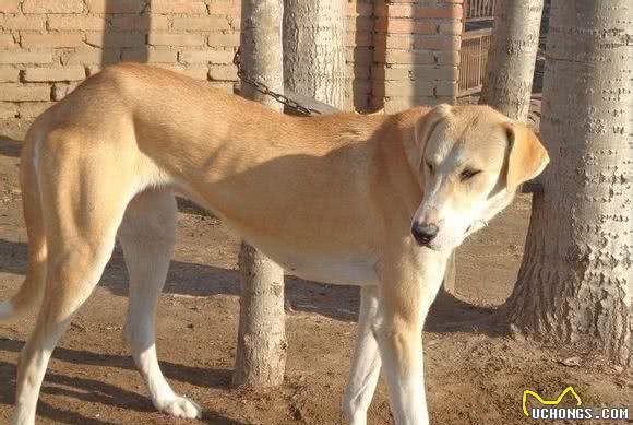 我大天朝的猎犬不比外国培养的差！快看看有你那儿的吗