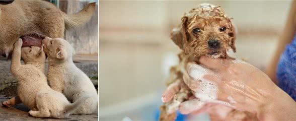 养宠心得：如何照顾好刚出生的幼犬，必须要注意这些