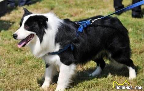 养边境牧羊犬的费用饲养的费用一般不会高