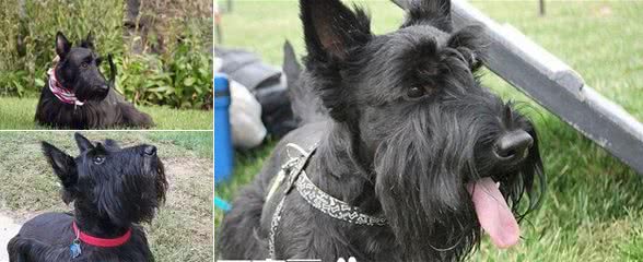 如何训练苏格兰梗犬怎么训练苏格兰梗犬保护主人