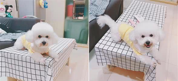 对于狗狗的吃饭问题，你真的会给狗吃饭么？你真的喂对了么？