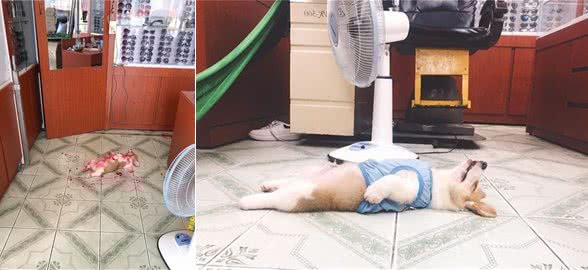 柯基犬倒在地上满身通红，把主人吓死！走进一看：你太调皮了