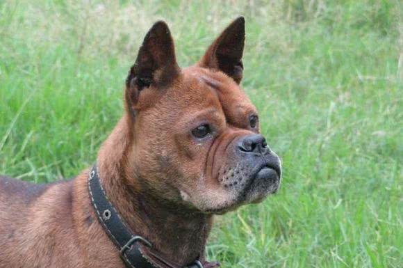 中国八大猎犬最后一个最神秘，绝大数人都不认识！