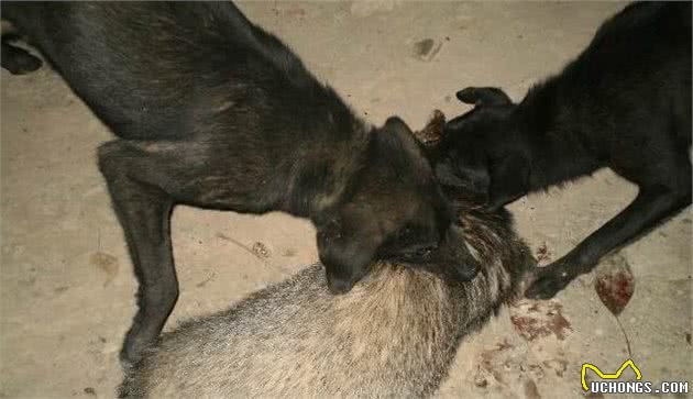 中国八大猎犬最后一个最神秘，绝大数人都不认识！