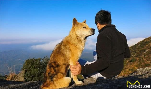 每天登山给主人送啤酒的狗狗，田园犬懂事的让人心疼