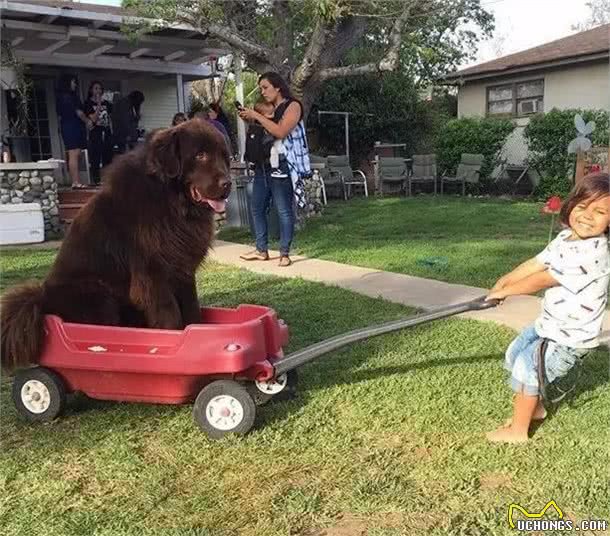 温顺的大块头！犬种小科普之憨厚魁梧的纽芬兰犬！