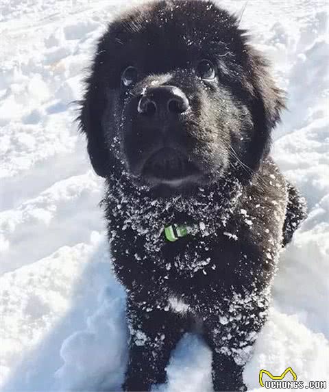 温顺的大块头！犬种小科普之憨厚魁梧的纽芬兰犬！