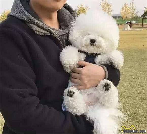 对“比熊犬”来说，它最怕什么？这5件事都是它的“死穴”