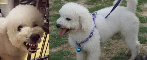对“比熊犬”来说，它最怕什么？这5件事都是它的“死穴”