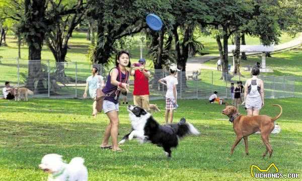 新手养狗：如何选择一只适合自己的狗狗