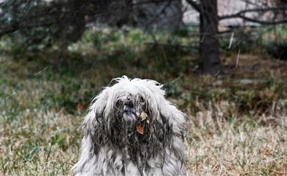 今天是国际狂犬病日