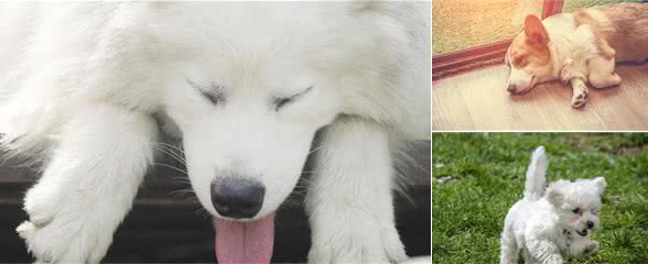 狗狗的情绪知多少？
