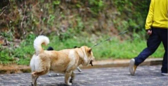 狗狗去世之后，为什么不能够埋？看完你就懂了