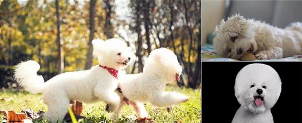 想要养好比熊犬，保持洁净是关键，多陪它玩是重点