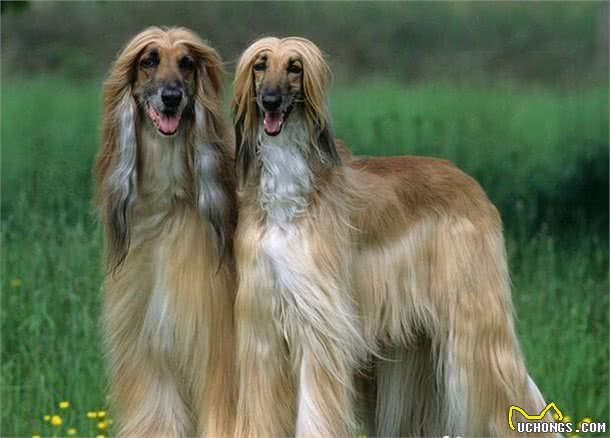 阿富汗猎犬标准雄性身高27英寸偏差1英寸