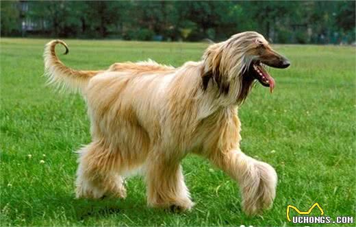 阿富汗猎犬标准雄性身高27英寸偏差1英寸