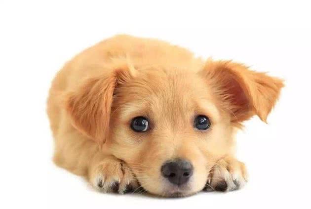 我们来聊聊，狗狗犯错该不应打？