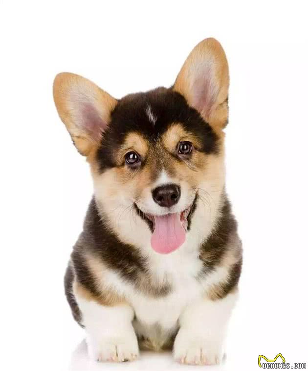 我们来聊聊，狗狗犯错该不应打？